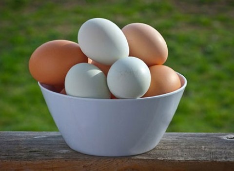 تصویر 2 از قیمت خرید تخم مرغ ارگانیک محلی + فروش ویژه